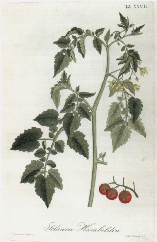 Alexander von Humboldt Lycopersicum esculentum